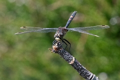 David Plant Photography - Wildlife Photography - White-faced darter - L